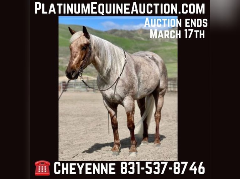 American Quarter Horse Mare 4 years 14,3 hh Palomino in Bitterwater CA