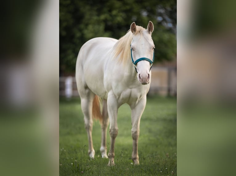 American Quarter Horse Mare 4 years 14,3 hh Perlino in Weikersdorf am Steinfelde