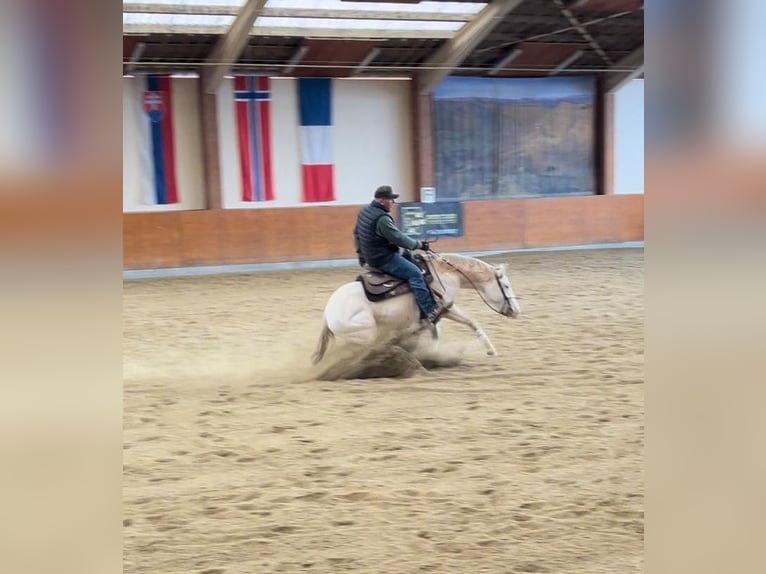 American Quarter Horse Mare 4 years 14,3 hh Perlino in Weikersdorf am Steinfelde