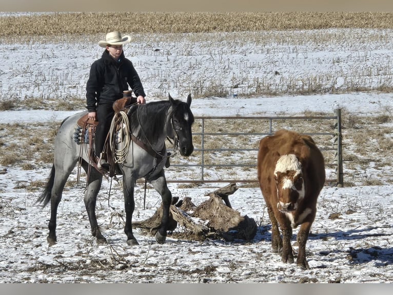 American Quarter Horse Mare 4 years 14,3 hh Roan-Blue in Allenwood, PA