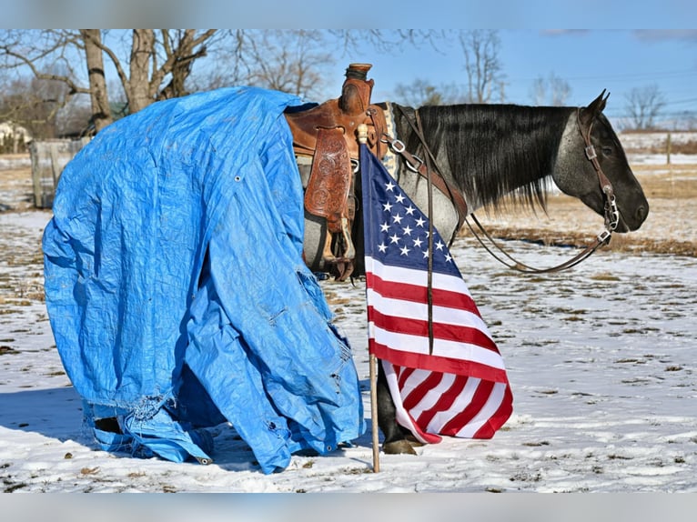 American Quarter Horse Mare 4 years 14,3 hh Roan-Blue in Allenwood, PA