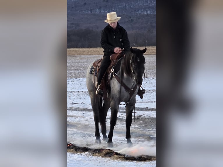 American Quarter Horse Mare 4 years 14,3 hh Roan-Blue in Allenwood, PA