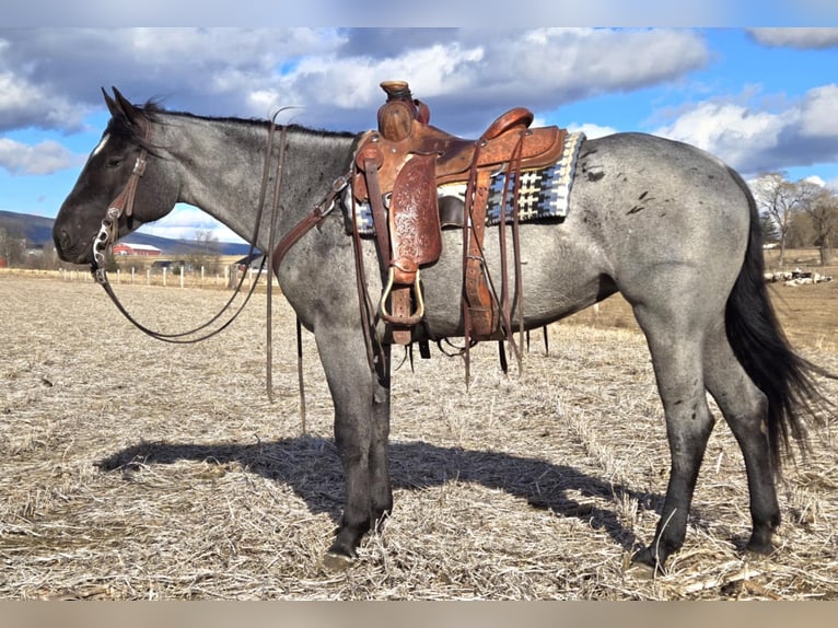 American Quarter Horse Mare 4 years 14,3 hh Roan-Blue in Allenwood, PA