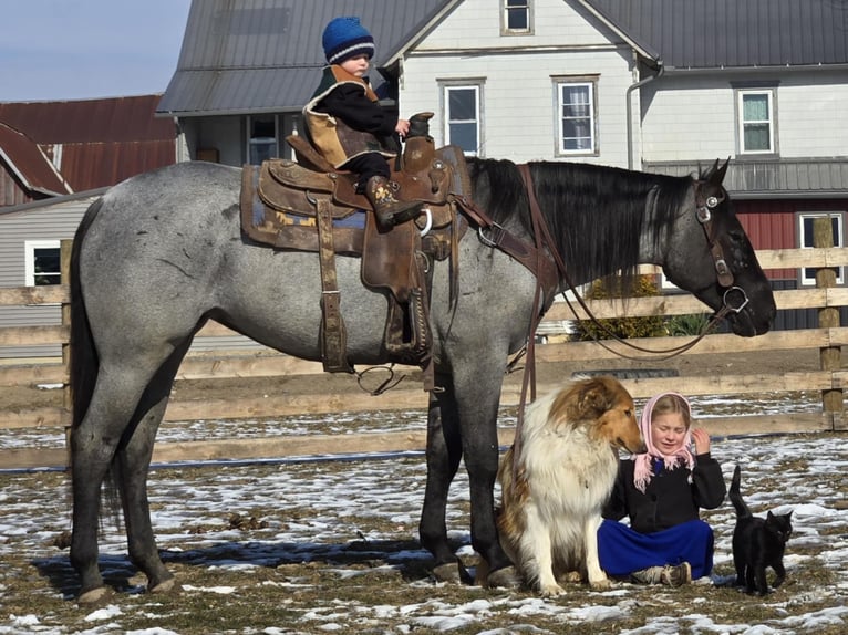 American Quarter Horse Mare 4 years 14,3 hh Roan-Blue in Allenwood, PA