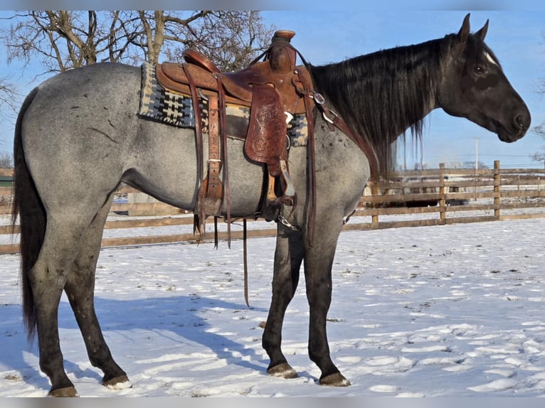 American Quarter Horse Mare 4 years 14,3 hh Roan-Blue in Allenwood, PA