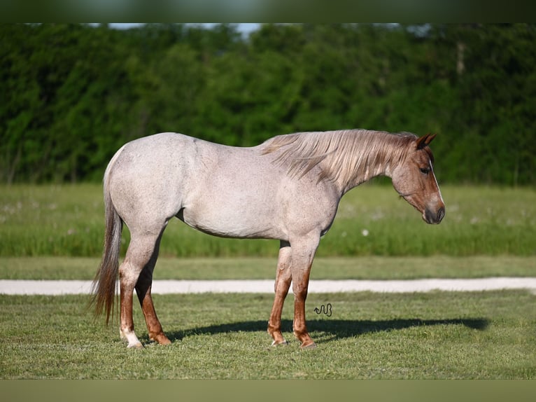 American Quarter Horse Mare 4 years 14,3 hh Roan-Red in Waco