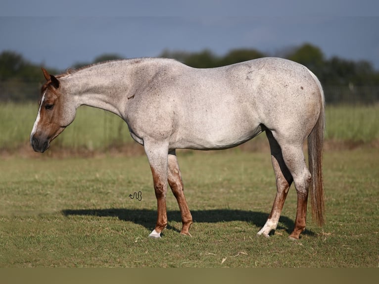 American Quarter Horse Mare 4 years 14,3 hh Roan-Red in Waco, TX