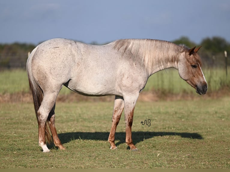 American Quarter Horse Mare 4 years 14,3 hh Roan-Red in Waco, TX