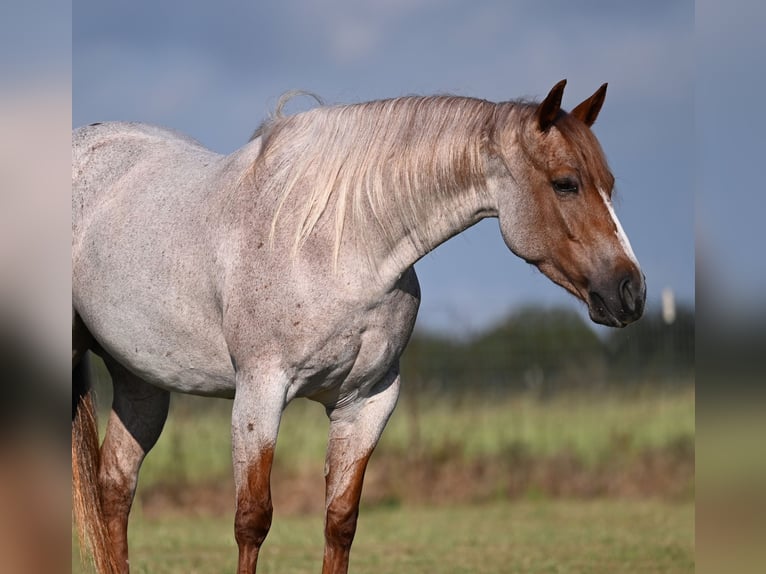 American Quarter Horse Mare 4 years 14,3 hh Roan-Red in Waco, TX