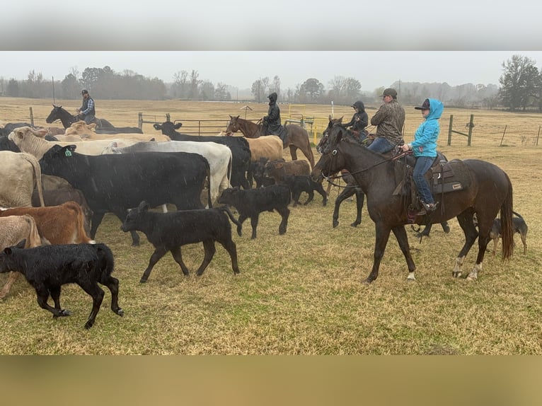 American Quarter Horse Mare 4 years 14,3 hh Sorrel in Carthage, TX