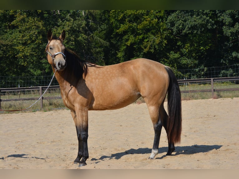 American Quarter Horse Mare 4 years 14 hh Buckskin in Wusterhausen (Dosse)