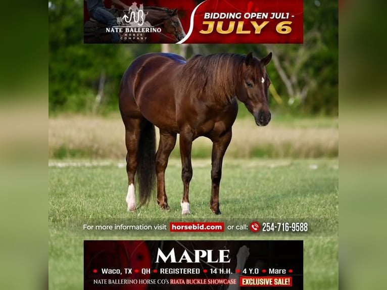 American Quarter Horse Mare 4 years 14 hh Chestnut in Waco