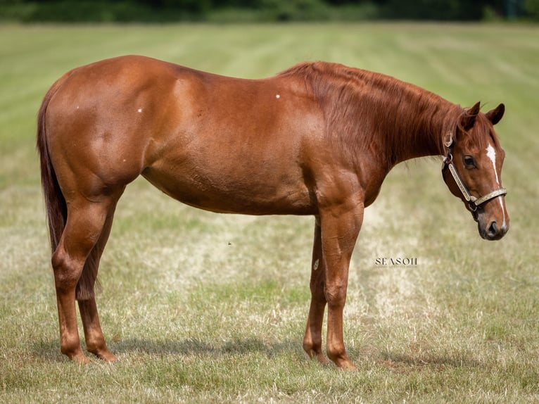 American Quarter Horse Mare 4 years 14 hh Chestnut-Red in Bedburg-Hau