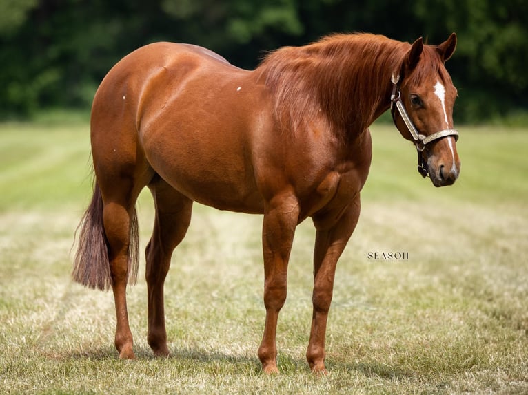 American Quarter Horse Mare 4 years 14 hh Chestnut-Red in Bedburg-Hau