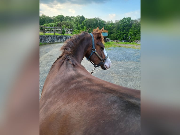 American Quarter Horse Mare 4 years 14 hh Chestnut in Neunkirchen-Seelscheid