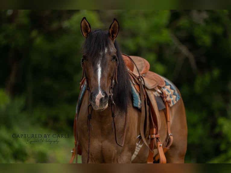 American Quarter Horse Mare 4 years 14 hh Dun in Palmyra, MO