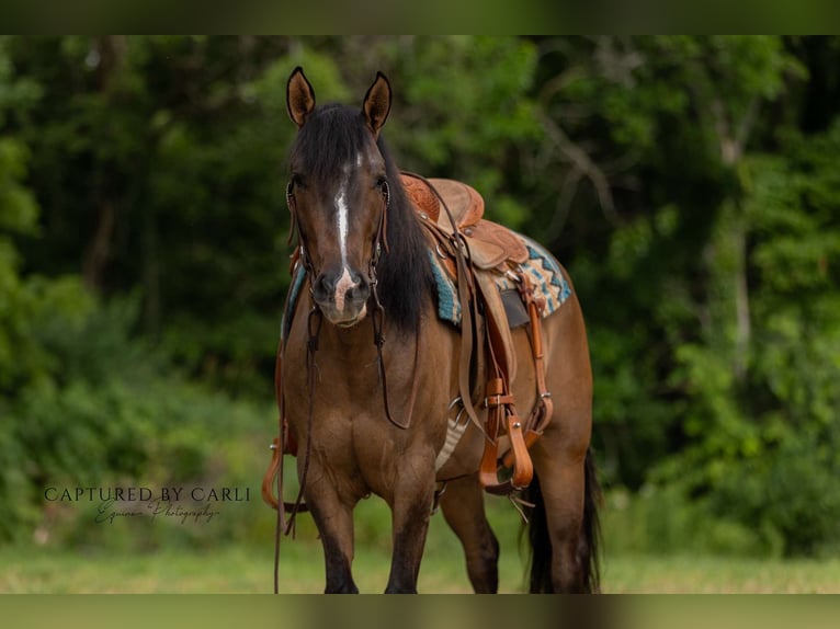 American Quarter Horse Mare 4 years 14 hh Dun in Palmyra, MO