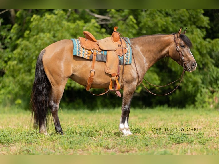 American Quarter Horse Mare 4 years 14 hh Dun in Palmyra, MO