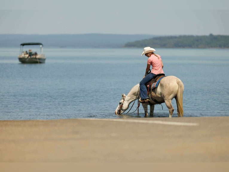 American Quarter Horse Mare 4 years 14 hh Grey in Quitman
