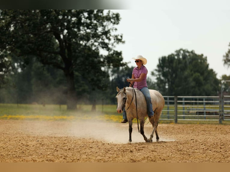 American Quarter Horse Mare 4 years 14 hh Grey in Quitman