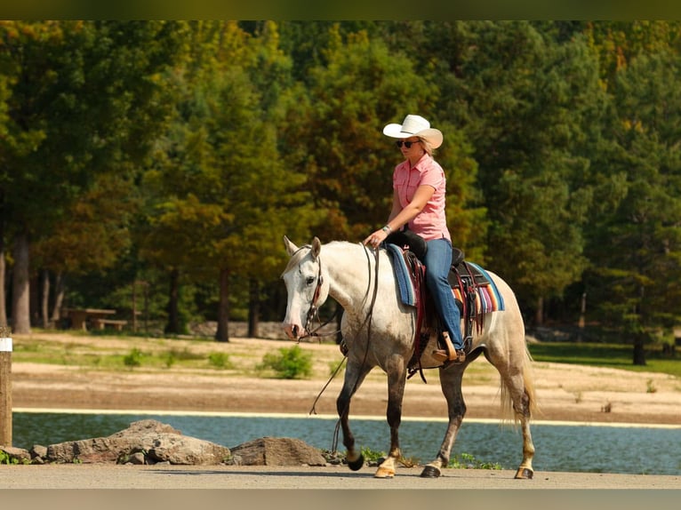American Quarter Horse Mare 4 years 14 hh Grey in Quitman