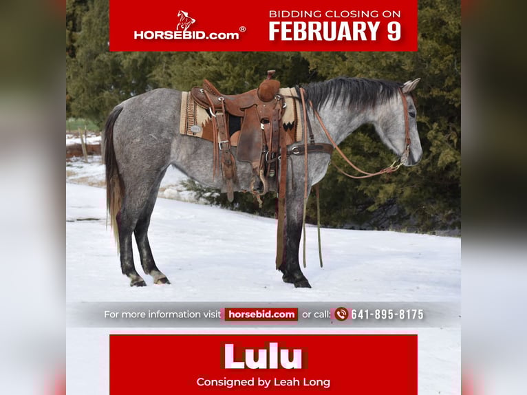 American Quarter Horse Mare 4 years 14 hh Grey in Sulphur Springs