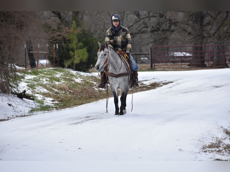 American Quarter Horse Mare 4 years 14 hh Grey in Sulphur Springs