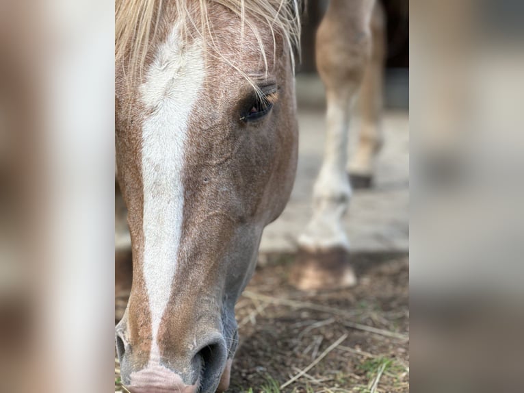 American Quarter Horse Mare 4 years 14 hh Roan-Red in Blaubeuren