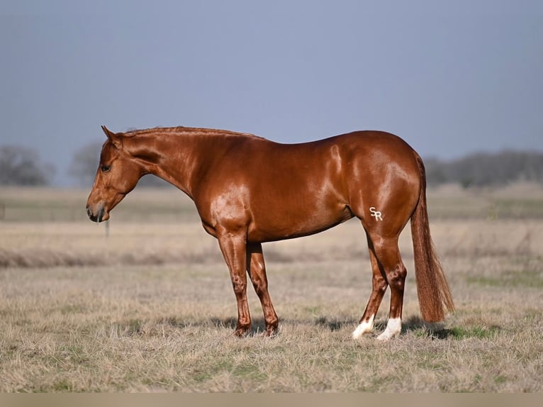 American Quarter Horse Mare 4 years 14 hh Sorrel in Waco
