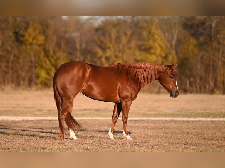 American Quarter Horse Mare 4 years 14 hh Sorrel in Waco