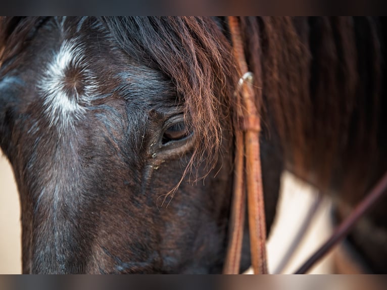 American Quarter Horse Mare 4 years 14,1 hh Black in Normangee