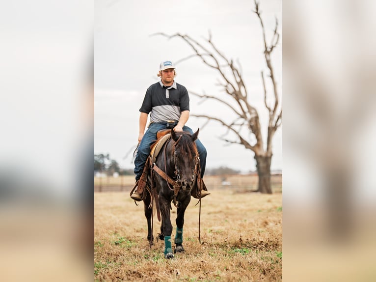 American Quarter Horse Mare 4 years 14,1 hh Black in Normangee