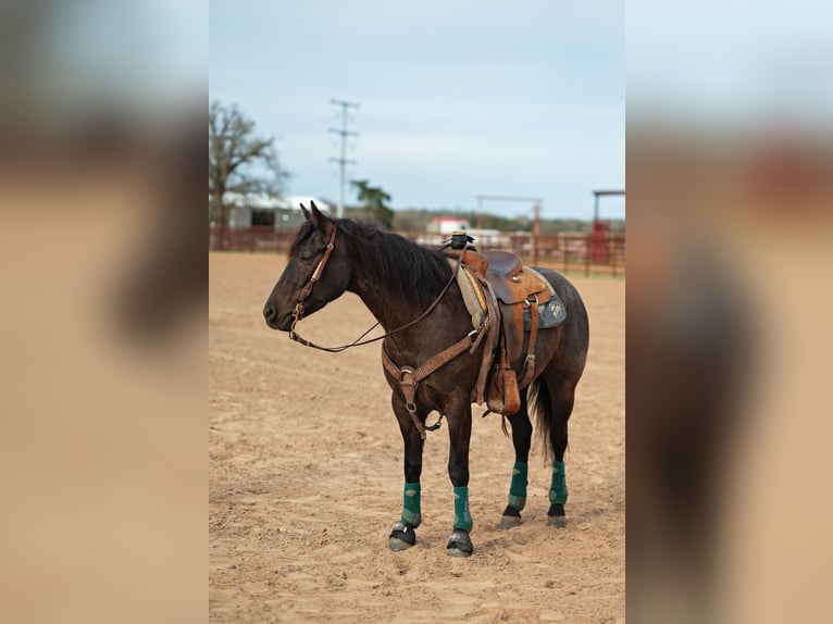 American Quarter Horse Mare 4 years 14,1 hh Black in Normangee