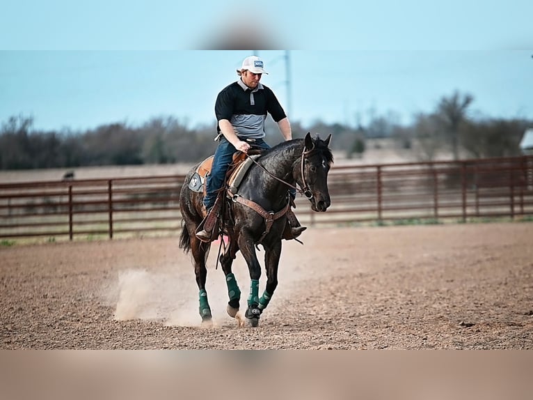 American Quarter Horse Mare 4 years 14,1 hh Black in Normangee