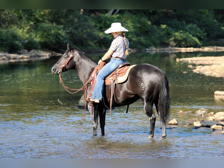 American Quarter Horse Mare 4 years 14,1 hh Black in Clarion, PA