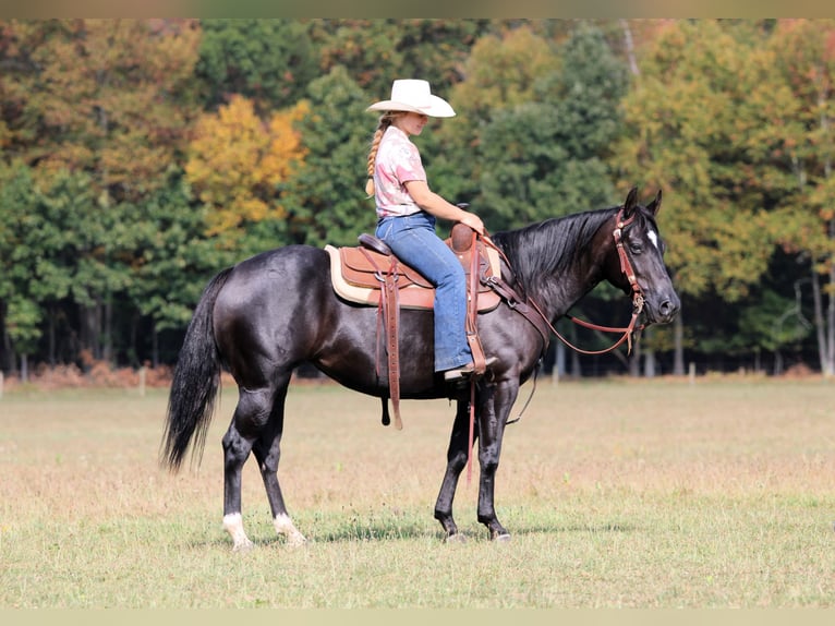 American Quarter Horse Mare 4 years 14,1 hh Black in Clarion, PA