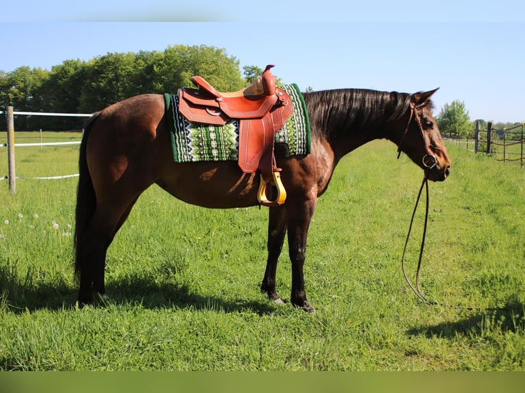 American Quarter Horse Mare 4 years 14,1 hh Brown in MalschMalsch