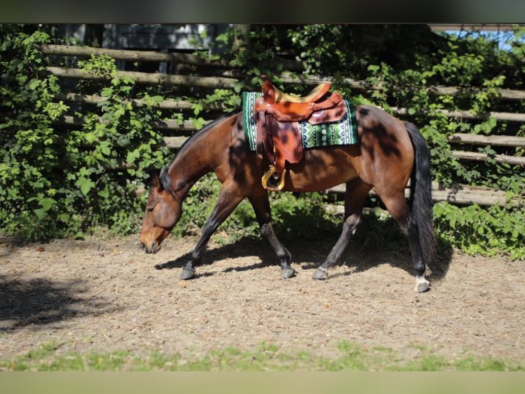 American Quarter Horse Mare 4 years 14,1 hh Brown in MalschMalsch