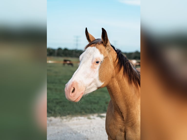 American Quarter Horse Mare 4 years 14,1 hh Buckskin in Normangee