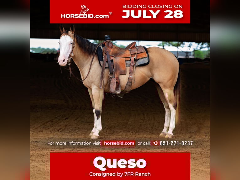 American Quarter Horse Mare 4 years 14,1 hh Buckskin in Normangee