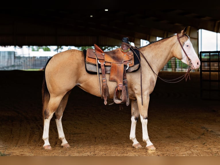 American Quarter Horse Mare 4 years 14,1 hh Buckskin in Normangee