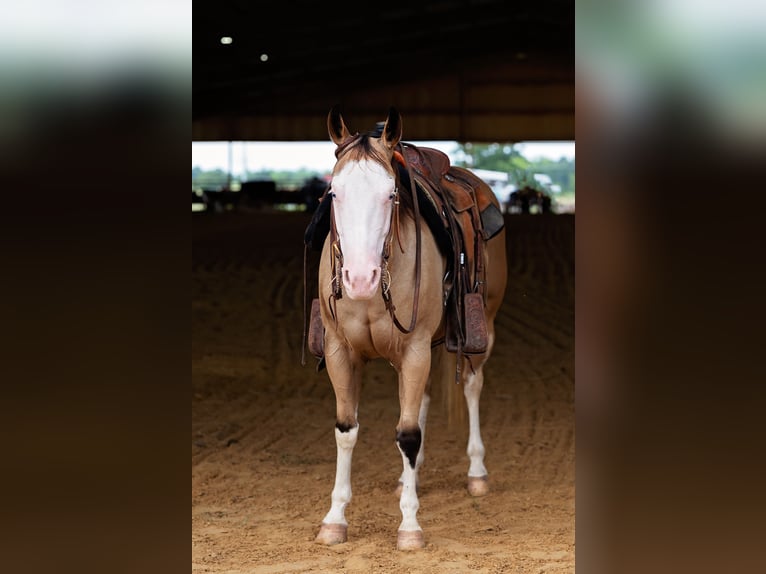 American Quarter Horse Mare 4 years 14,1 hh Buckskin in Normangee
