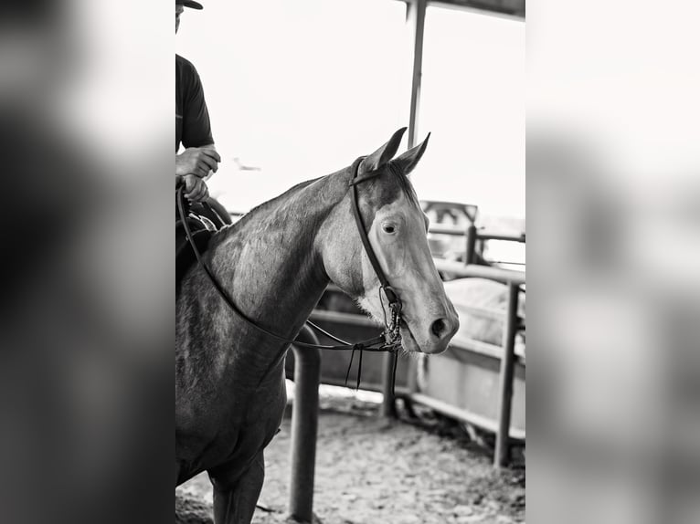 American Quarter Horse Mare 4 years 14,1 hh Buckskin in Normangee