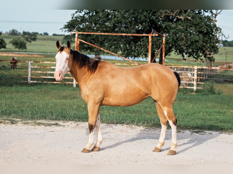 American Quarter Horse Mare 4 years 14,1 hh Buckskin in Normangee