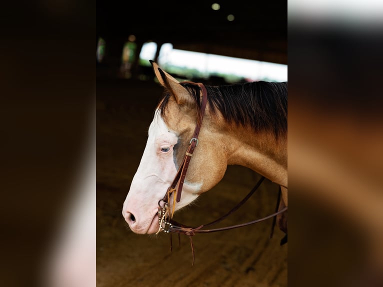 American Quarter Horse Mare 4 years 14,1 hh Buckskin in Normangee