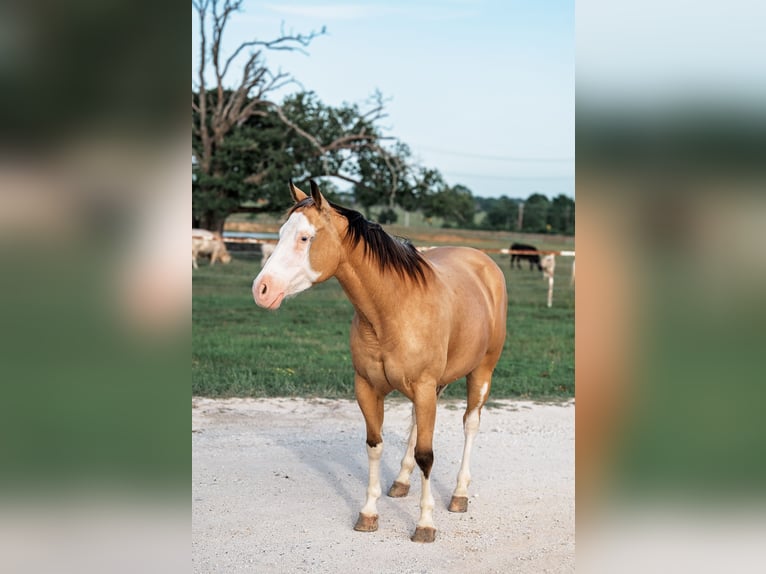 American Quarter Horse Mare 4 years 14,1 hh Buckskin in Normangee