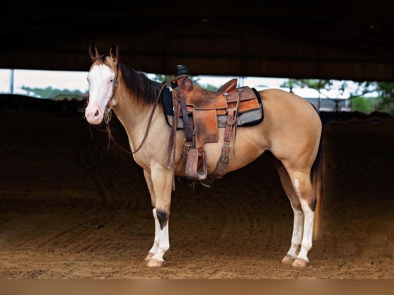 American Quarter Horse Mare 4 years 14,1 hh Buckskin in Normangee
