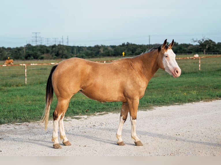 American Quarter Horse Mare 4 years 14,1 hh Buckskin in Normangee
