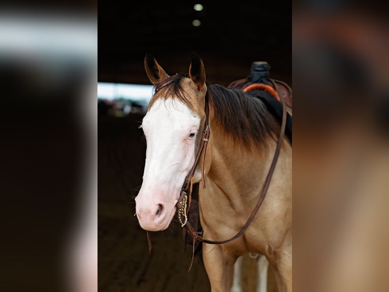 American Quarter Horse Mare 4 years 14,1 hh Buckskin in Normangee