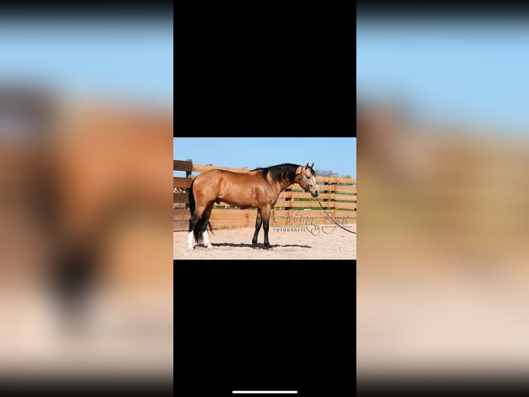American Quarter Horse Mare 4 years 14,1 hh Chestnut-Red in Eschach